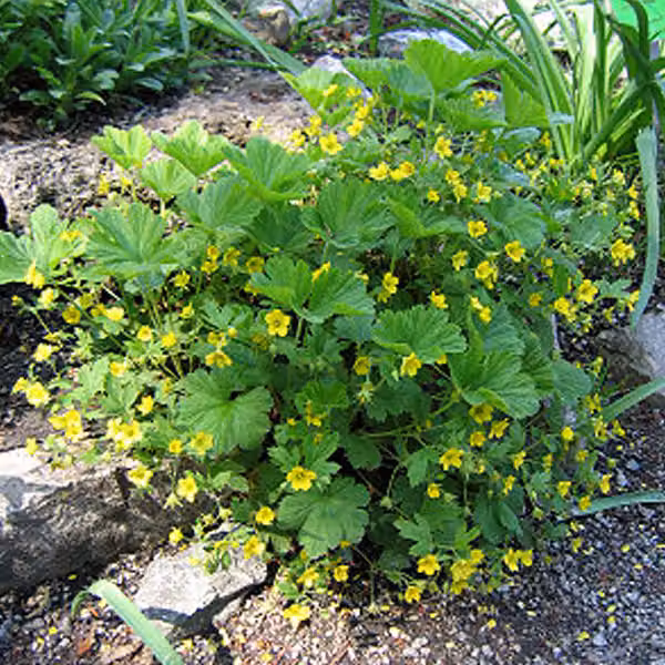 6 piante di Waldsteinia geoides (nota anche come "Teppich Golderdbeere"), in vaso da 9x9 cm