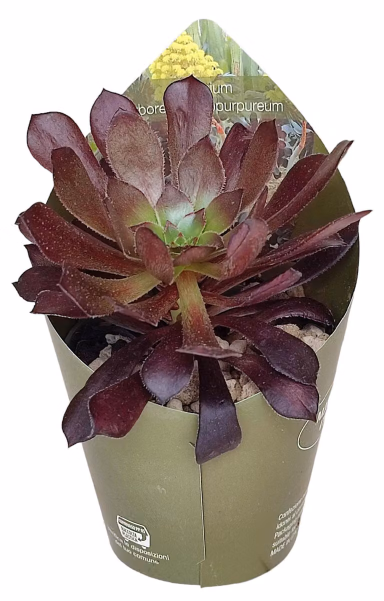 Aeonium arboreum atropurpureum - Rosetta di grassa - Rarità - 6,5cm Topf - 15cm alto