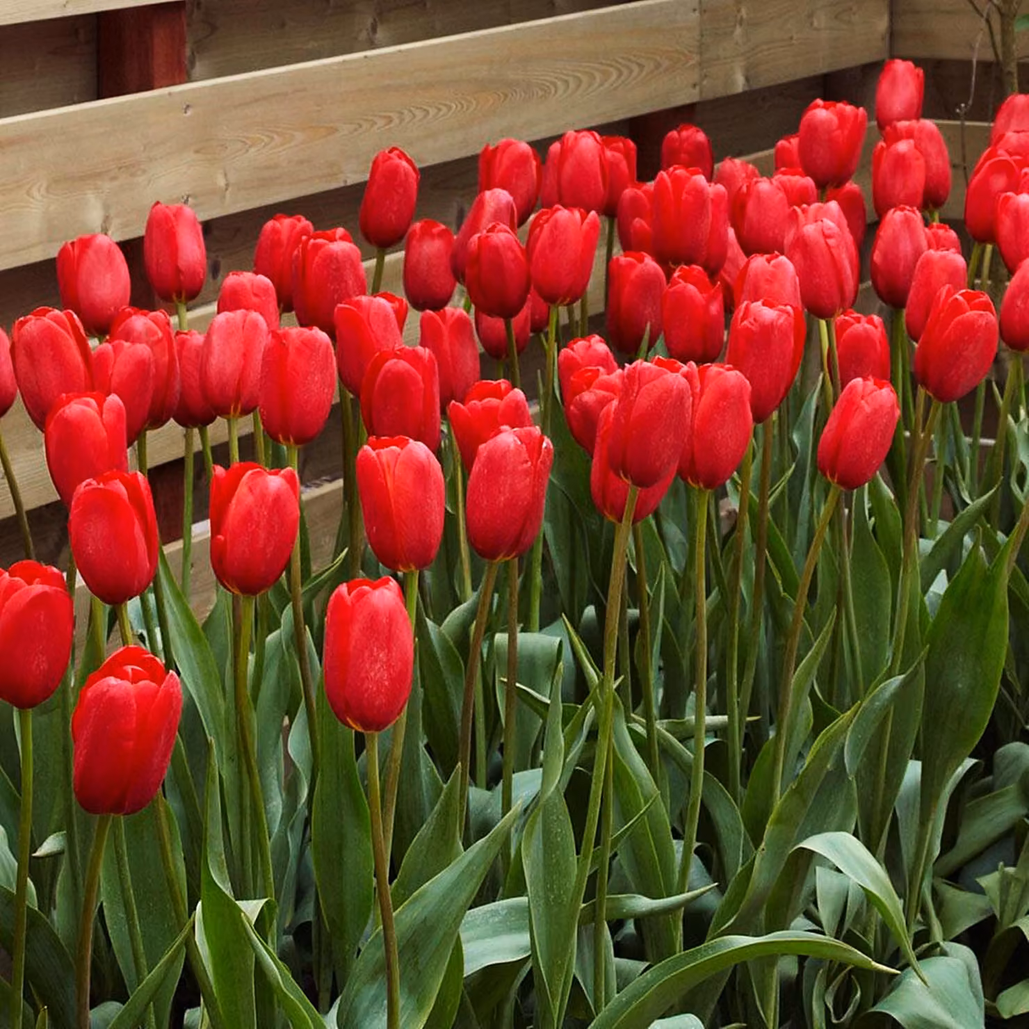 Tulipani Bulbi Fiori Tulipano gigante Sky High Scarlet 5 pz.