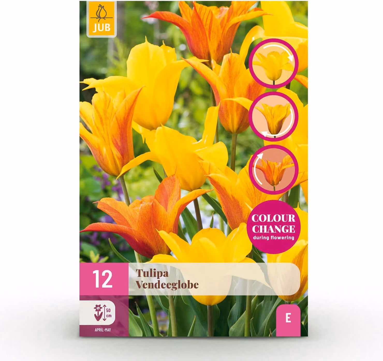 Bulbi da fiore - Tulipano 'Vendeeglobe' - Giallo - 12 pezzi - Bulbo misura 11/12 - 20-50cm - Ø5cm - Pianta da giardino - Multideal