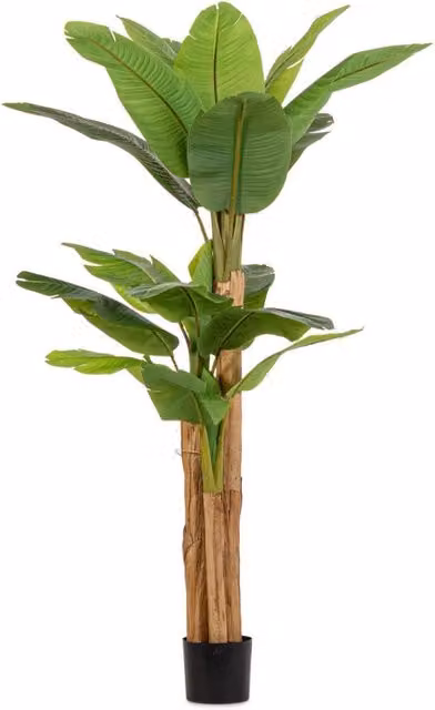 Pianta Artificiale di Banano Verde Giordanoshop con Vaso, L: 115 cm, P: 115 cm, H: 200 cm – 1