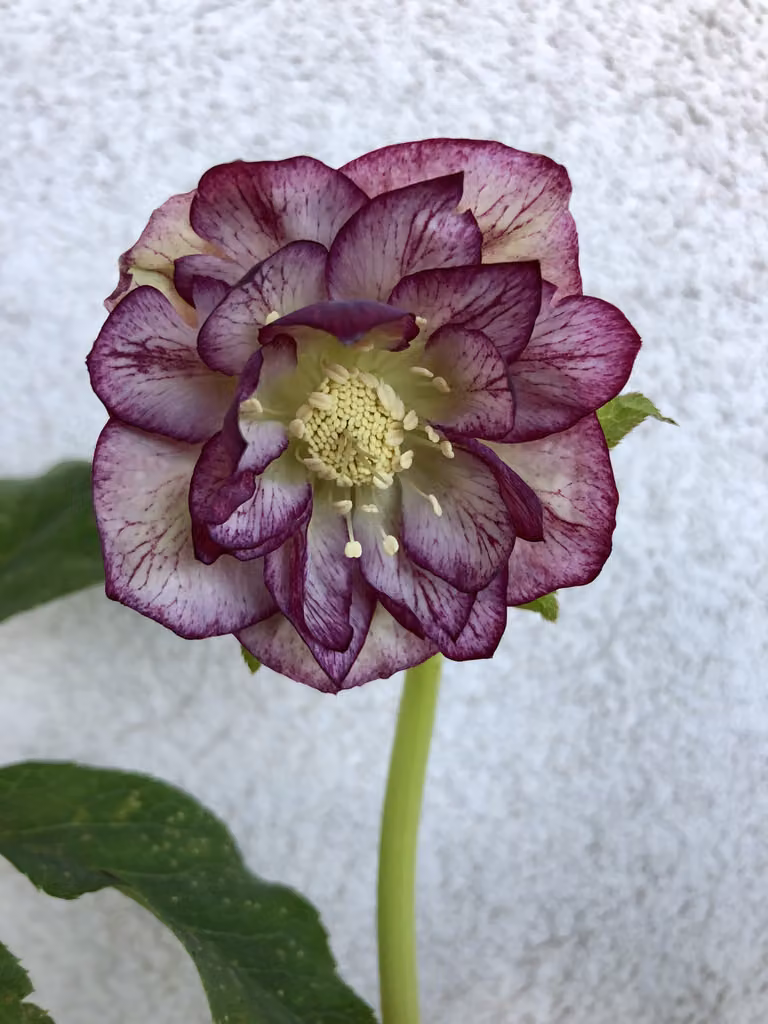 6 x Helleborus o. Double Ellen Picotee - elleboro - vaso 9 x 9 cm