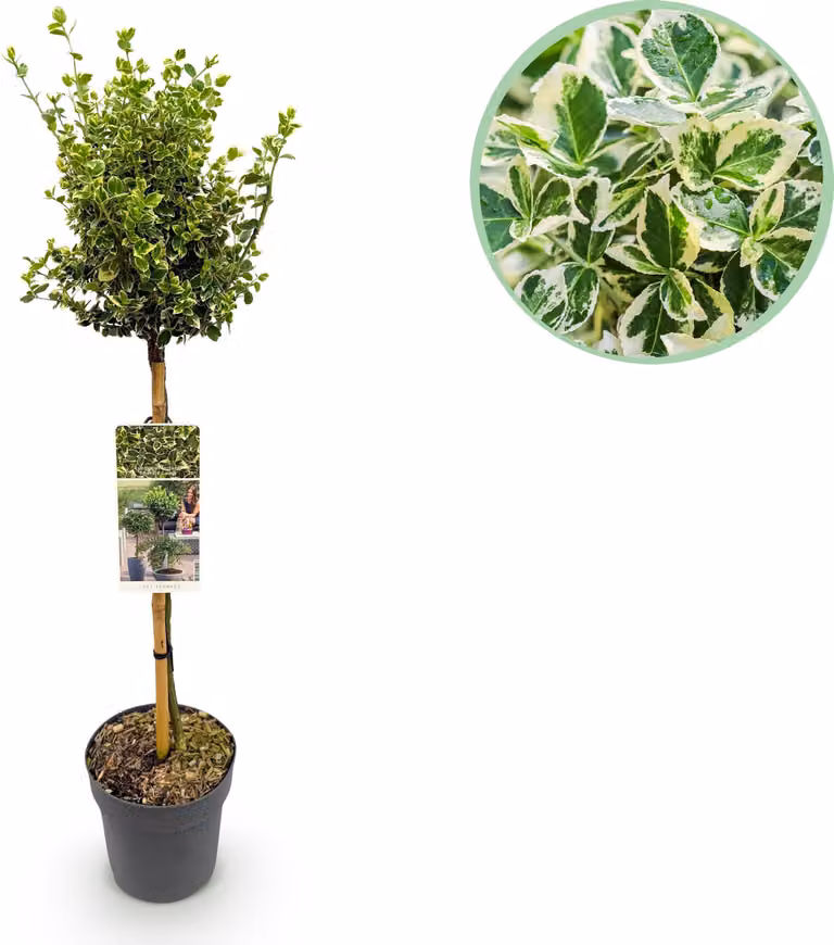 Euonymus fortunei Emerald Gaiety - Pianta da appartamento - Pianta da terrazzo - Sempreverde - Bassa manutenzione - 80-90cm - Ø19cm - Pianta da giardino