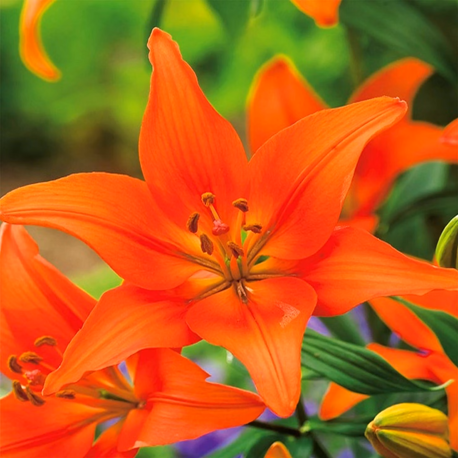 Gigli Bulbi Fiori Giglio asiatico Argilla arancione 1 pz.