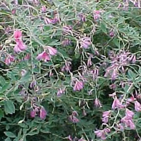 2 piante di Lespedeza thunbergii (Thunbergs Buschklee), alte 30-40 cm, in vaso