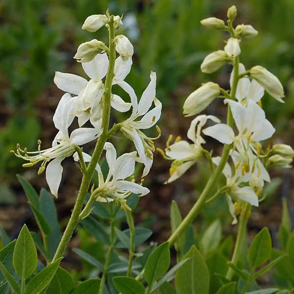 6 piante di Dittamo bianco ('Dictamnus albus 'Albiflorus'), in vaso da 9x9 cm