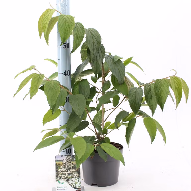 Palla di neve giapponese 'Kilimandjaro' 50-70 cm - Viburnum plicatum Kilimandjaro - Pianta da giardino