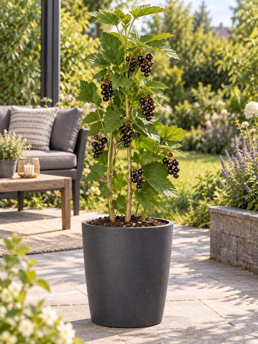Ribes nero 'Titania', altezza 60-70 cm – *Ribes nigrum*, arbusto da frutto resistente al freddo, ideale per giardino e vasi
