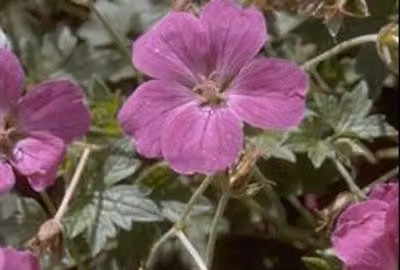 6 x Geranio river. 'Russell Prichard' - Storchschnabel - Topf 9 x 9 cm
