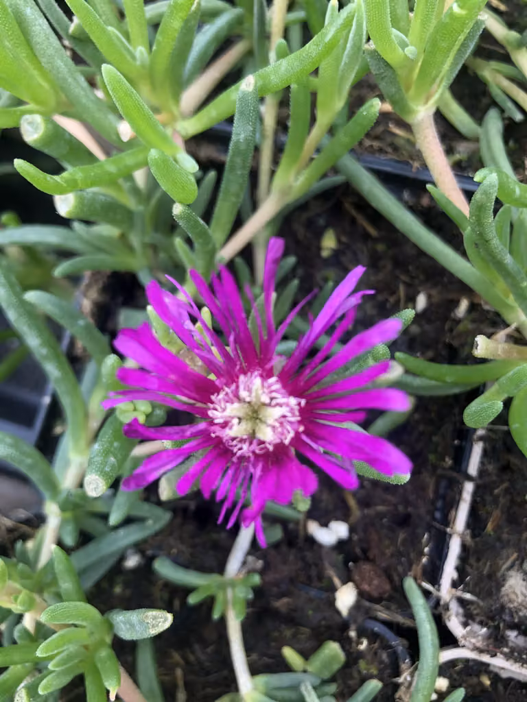 6 x Delosperma cooperi - Fiore pomeridiano in vaso 9x9 cm