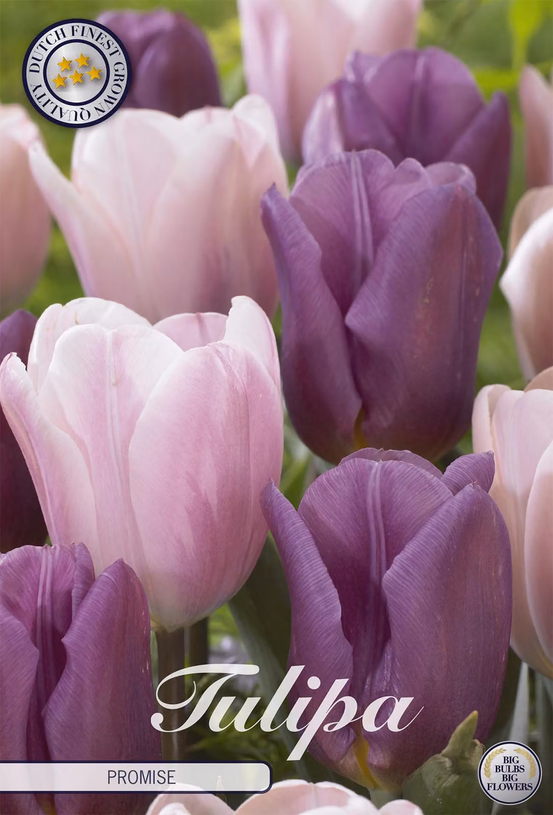 Tulipano Promise (10 bulbi) | Bulbi di tulipano di Sam van Schooten