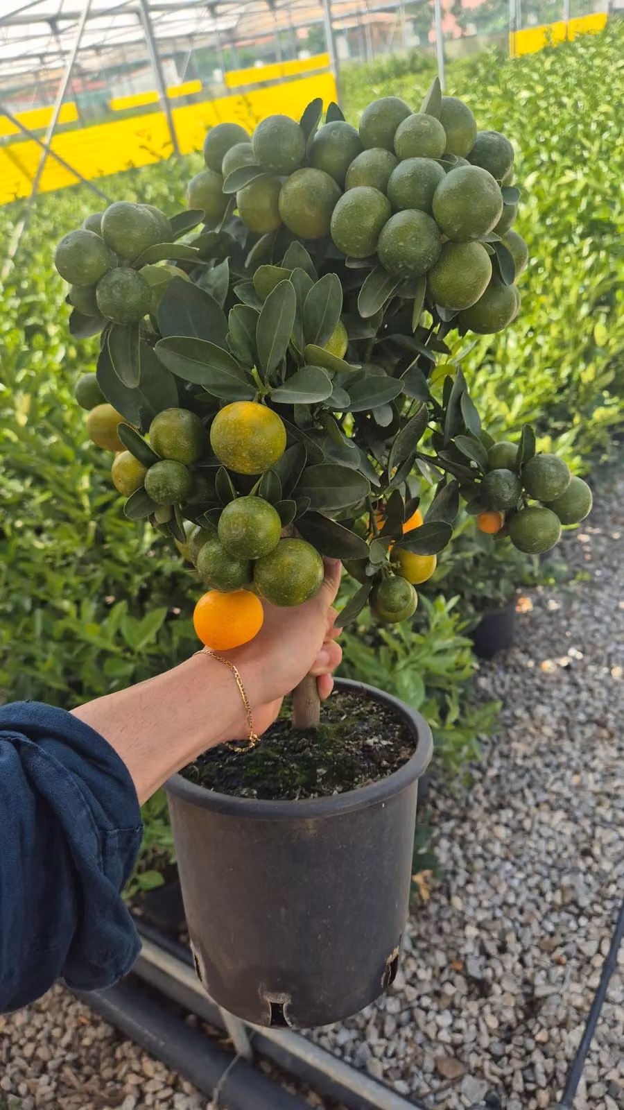 Stelo di calamondino Citrus mitis - albero di arancio nano 50-60 cm incl. vaso, albero di agrumi decorativo per casa e terrazzo