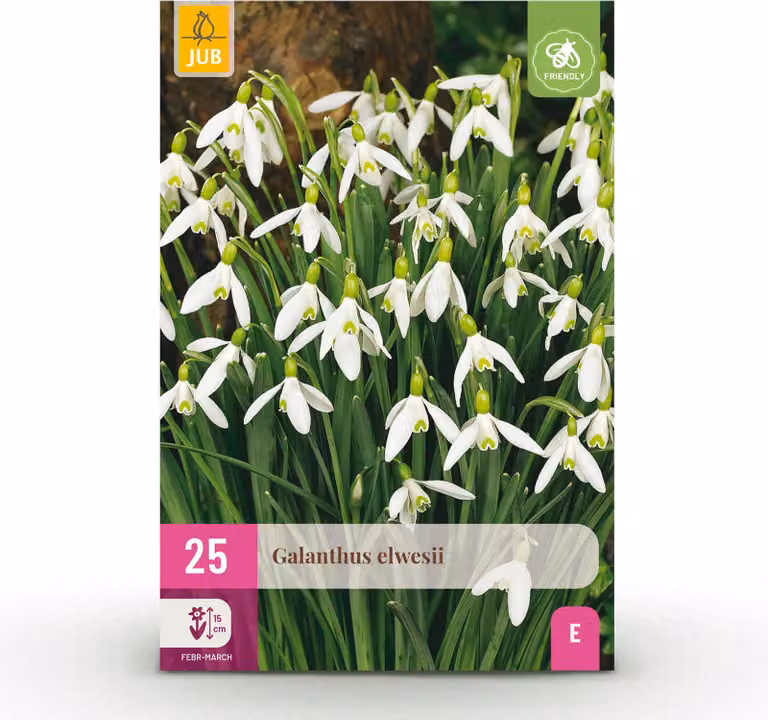 Bulbi da fiore - Galanthus Elwesii - Bianco - 25 piante - Bulbo di dimensioni 5/6 - Pianta da giardino - Multideal