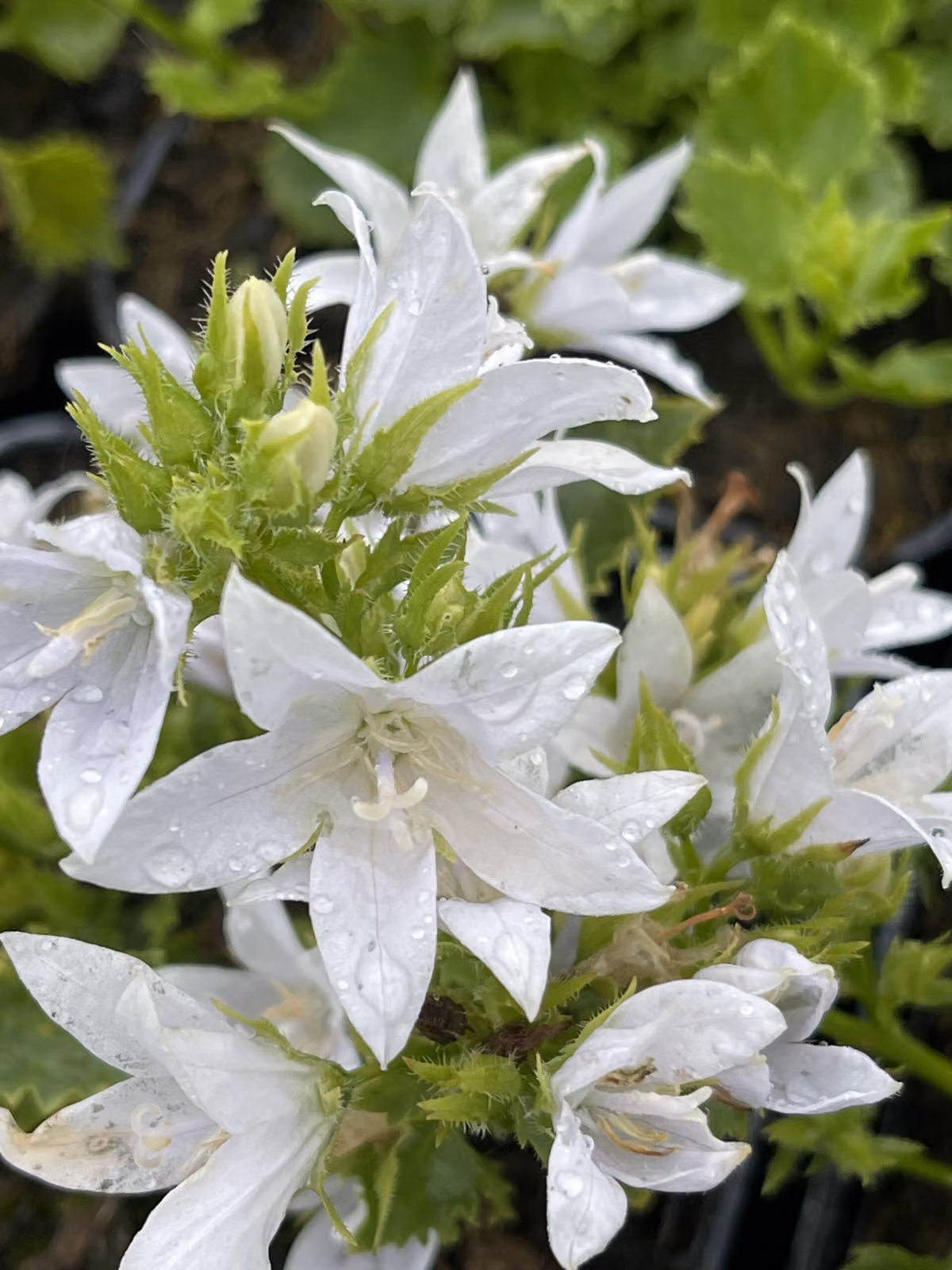 6 x Campanula poscharskyana. 'E.h. Frost' - Campanula Frost - vaso 9 x 9 cm