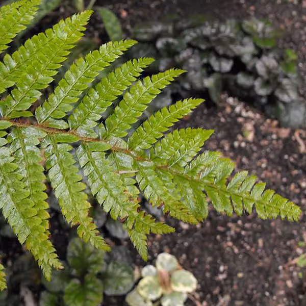 6 felci ornamentali giapponesi (Polystichum polyblepharum) | Vaso da 9x9 cm