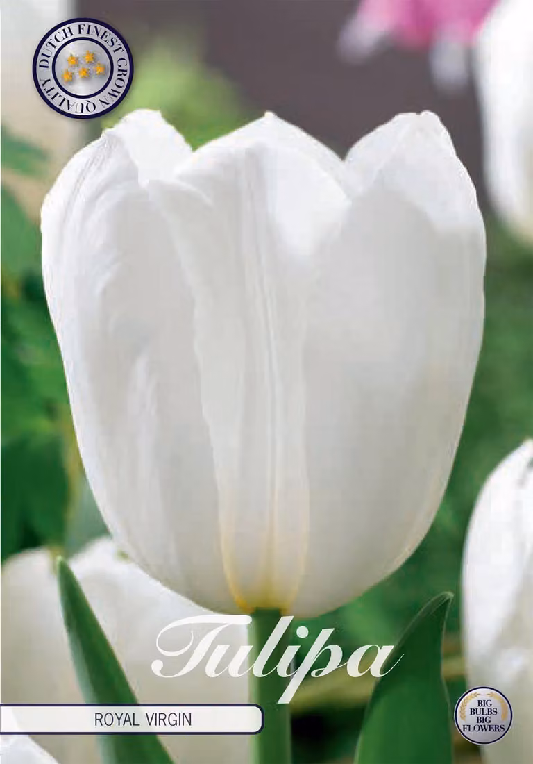 Tulipani Royal Virgin (7 pezzi) | Bulbi di tulipano di Sam van Schooten