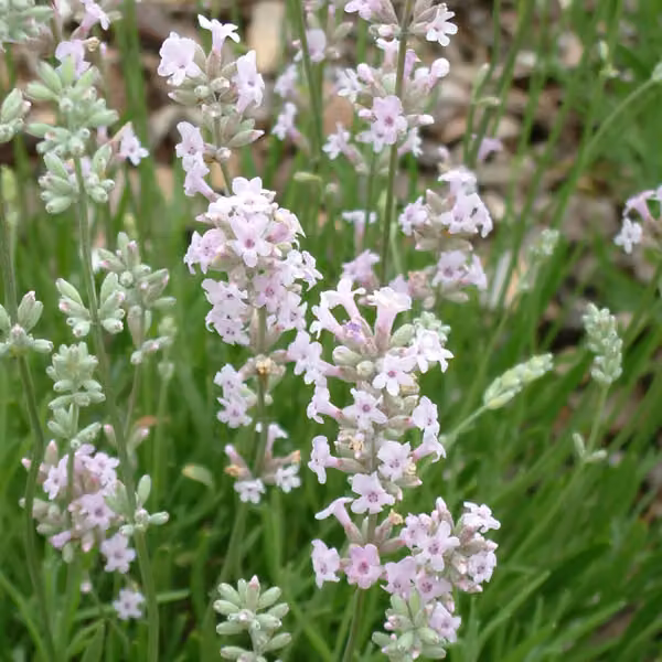 6 piante di lavanda - *Lavandula angustifolia* 'Rosea' | Vaso da 9x9 cm