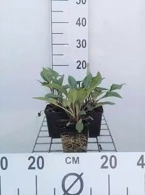 6 x Echinacea purp. 'J.s.roho'® - fiore di conifera - vaso 9 x 9 cm