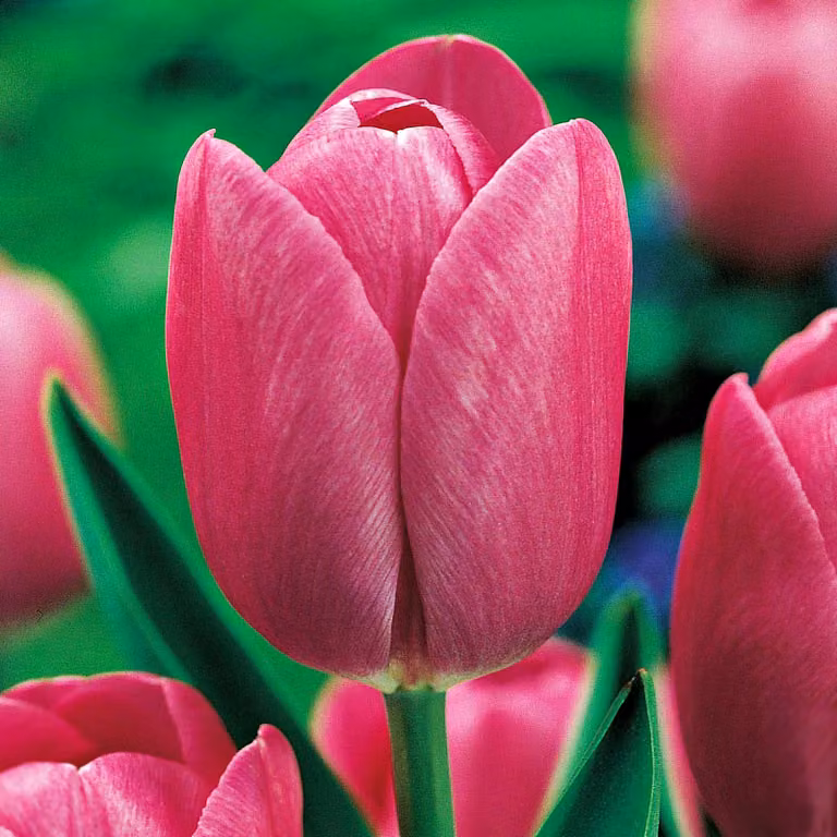 Tulipani Bulbi di tulipani Bulbi di fiori Fiori di tulipano rosa 30 pz.