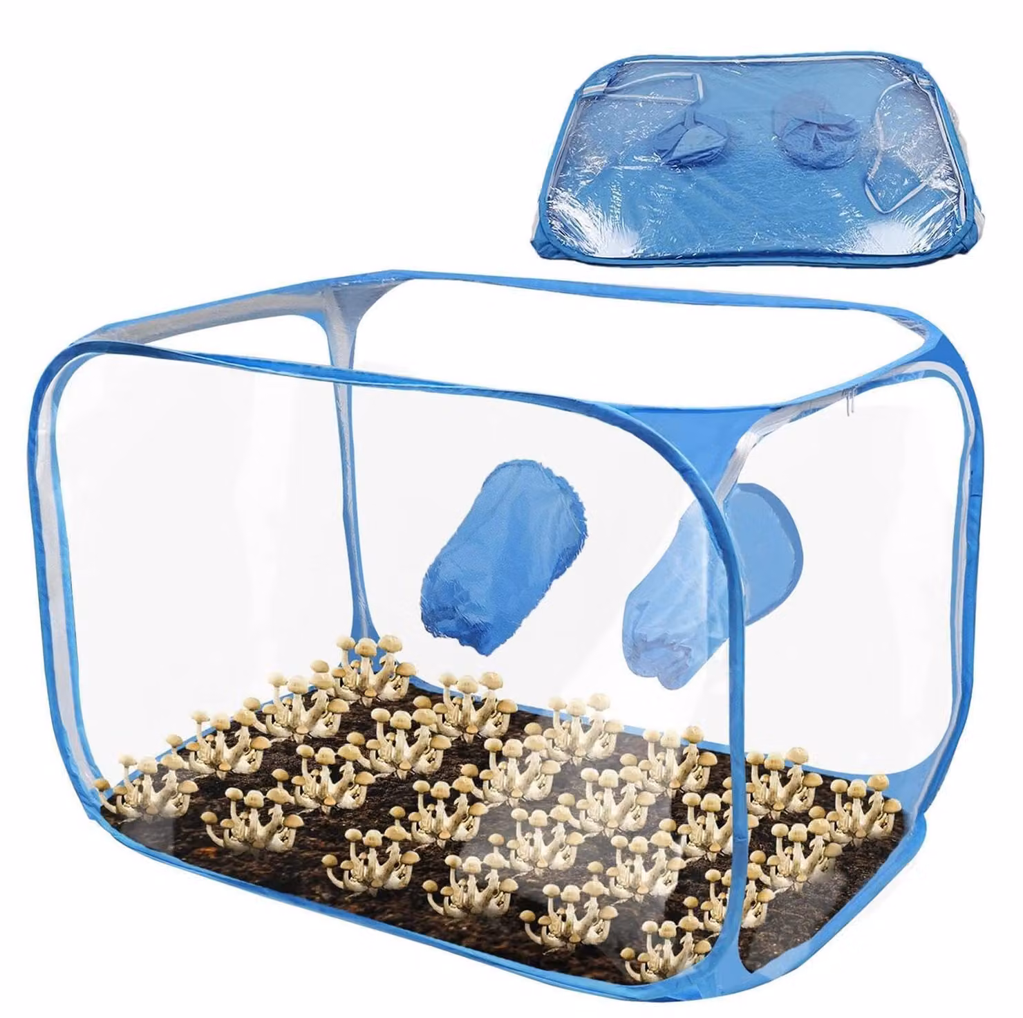 Tenda per la coltivazione di funghi per uso domestico