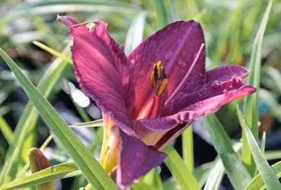6 x Hemerocallis hybr. 'Summer Wine' - daylily - vaso 9 x 9 cm