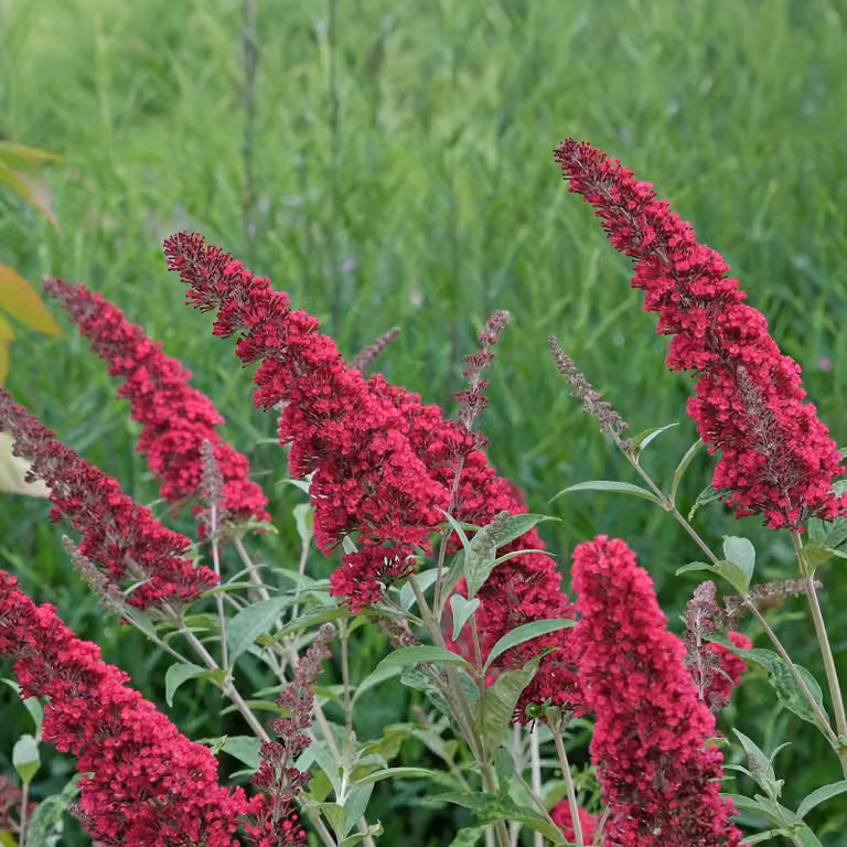 Buddleja Davidii "Royal Red", pianta in vaso da 17 cm