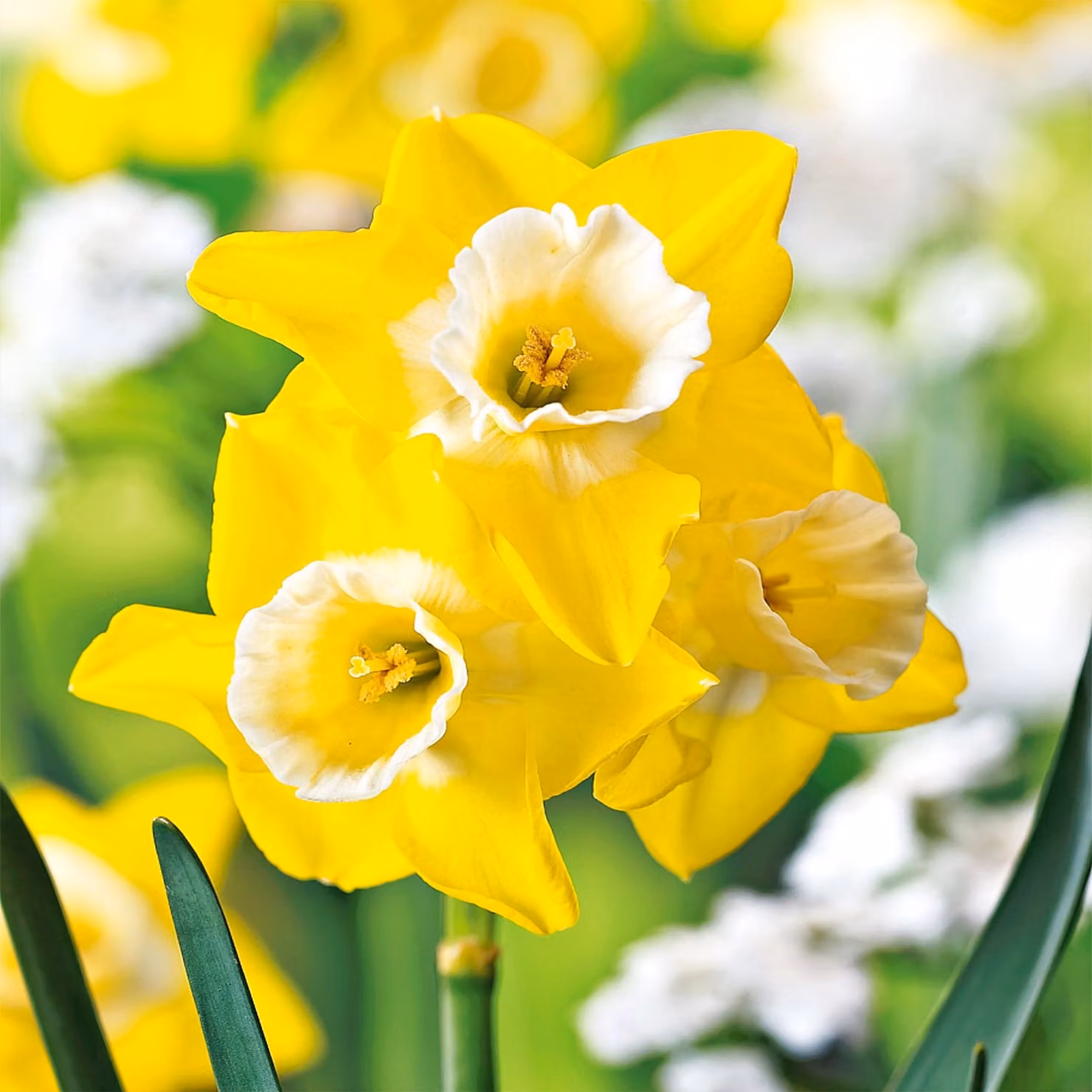 Bulbi di narciso bulbi di fiori bassi piccolo narciso Hillstar 5 pz.