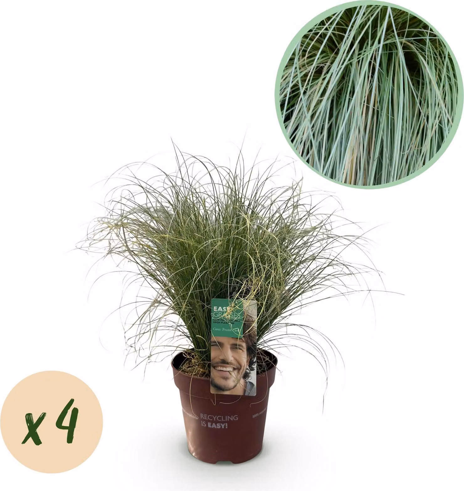 Nuova Zelanda - Carice (Carex comans) 'Frosted Curls' - 4 piante - Ø17cm