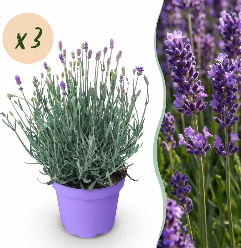 Lavandula angustifolia Munstead - Lavanda - Difficile - Viola - 3 piante - 20-25cm - Ø12cm - Pianta da giardino