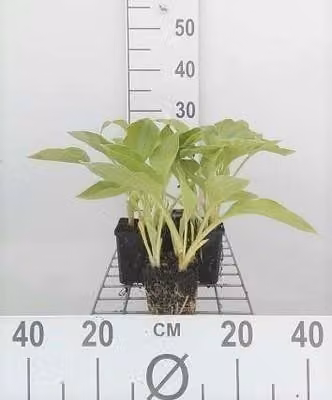 6 x Hosta sieboldiana - Hosta - Vaso 9 x 9 cm