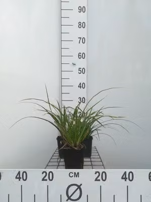 6 x Carex morr. 'Variegata' - Sedge Variegata - Vaso 9 x 9 cm