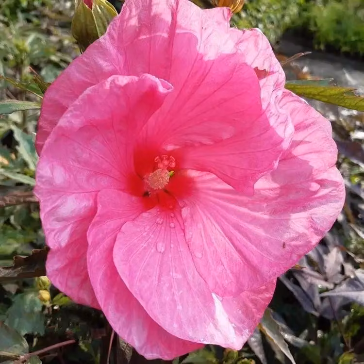 XXL Hibiscus moscheutos Kui NukuGiant Hibiscus Perenne