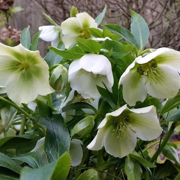 6 piante di Schneerose (Helleborus orientalis 'White Lady') | Vaso da 9x9 cm