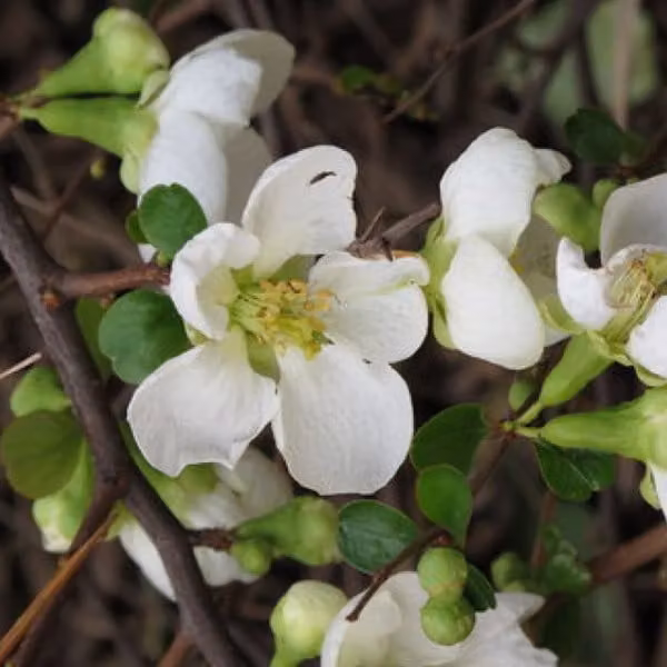 2 piante di Chaenomeles superba 'Jet Trail' (alberi ornamentali) | 30-40 cm, in vaso
