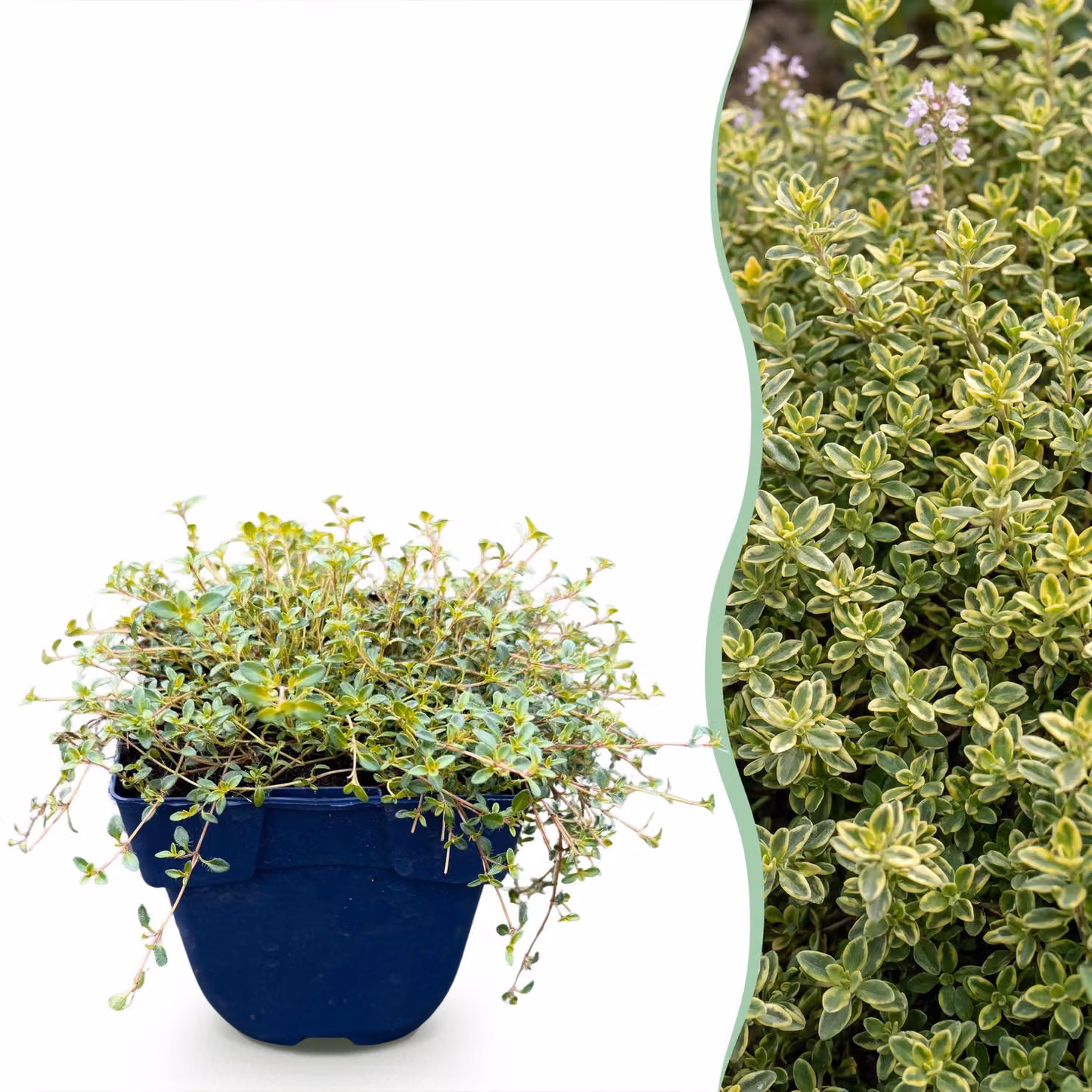 Thymus citr. Sambesi - Timo al limone - Profumato - Giallo - 6 piante - 15-25cm - Ø11cm - Pianta da giardino