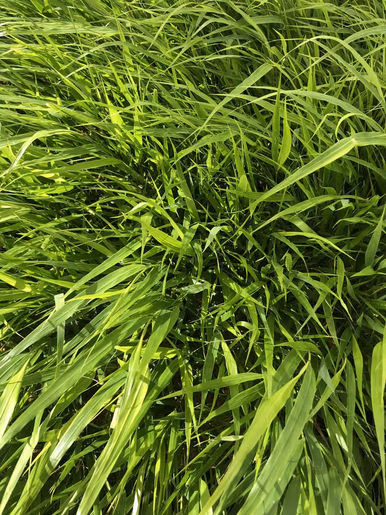 6 x Hakonechloa Macra - erba di montagna giapponese in vaso 9×9 cm
