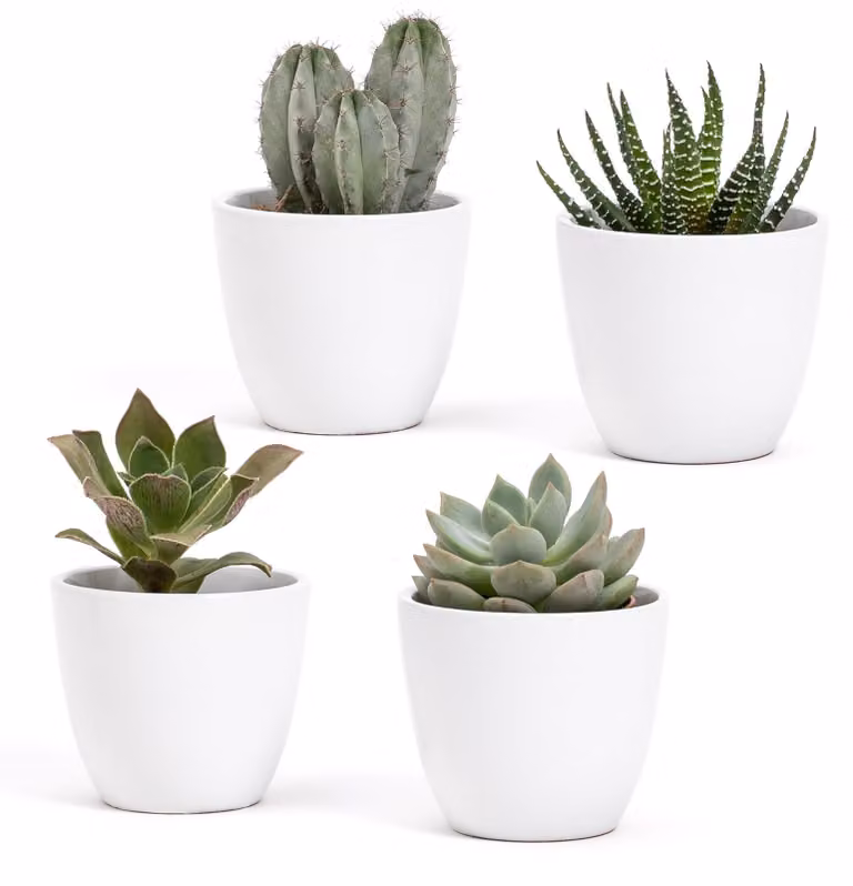 Omgoods - Set di 4 vasi in Vetroceramica bianca - Ideali per piante grasse e bonsai - 7 x 6 cm