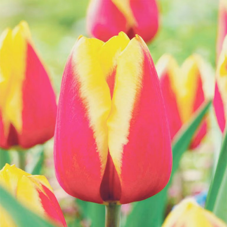 Tulipani Bulbi Fiori Tulipano giallo-rosso 5 pz.