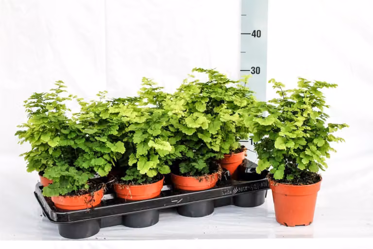 Felce capelvenere 30 cm - Adiantum monocolor