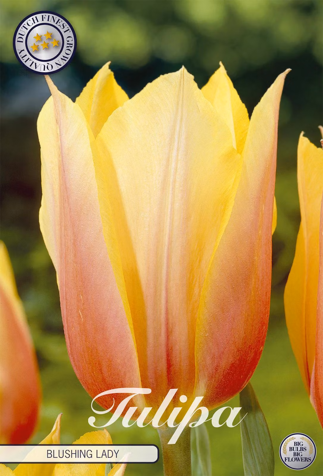 Tulipano Blushing Lady (7 pezzi) | Bulbi di tulipano di Sam van Schooten