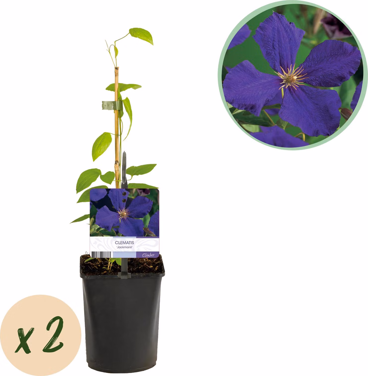Rampicante - Clematis Jackmanii - Fiore blu - Piante a bassa manutenzione -2 - 30-40cm - Ø10cm - Pianta da giardino