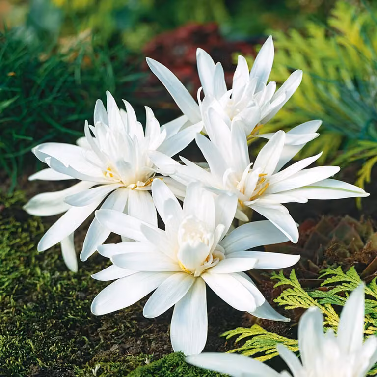 Colchicum, bulbi, fiori, piante autunnali, varietà "Biały Alboplenum Alba", 1 pezzo.