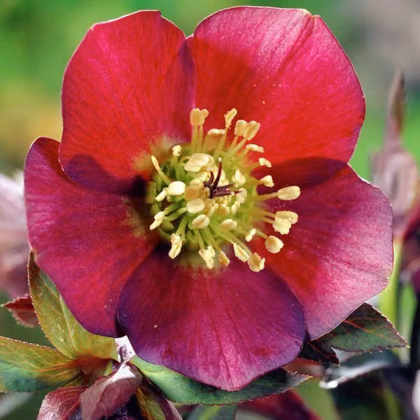 6 x Rosa di Natale - Helleborus orientalis 'Red Hybrids' | Vaso da 9x9 cm