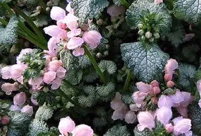 6 x Lamium mac. 'Roseum' (carneum) - Ortica morta - Vaso 9 x 9 cm