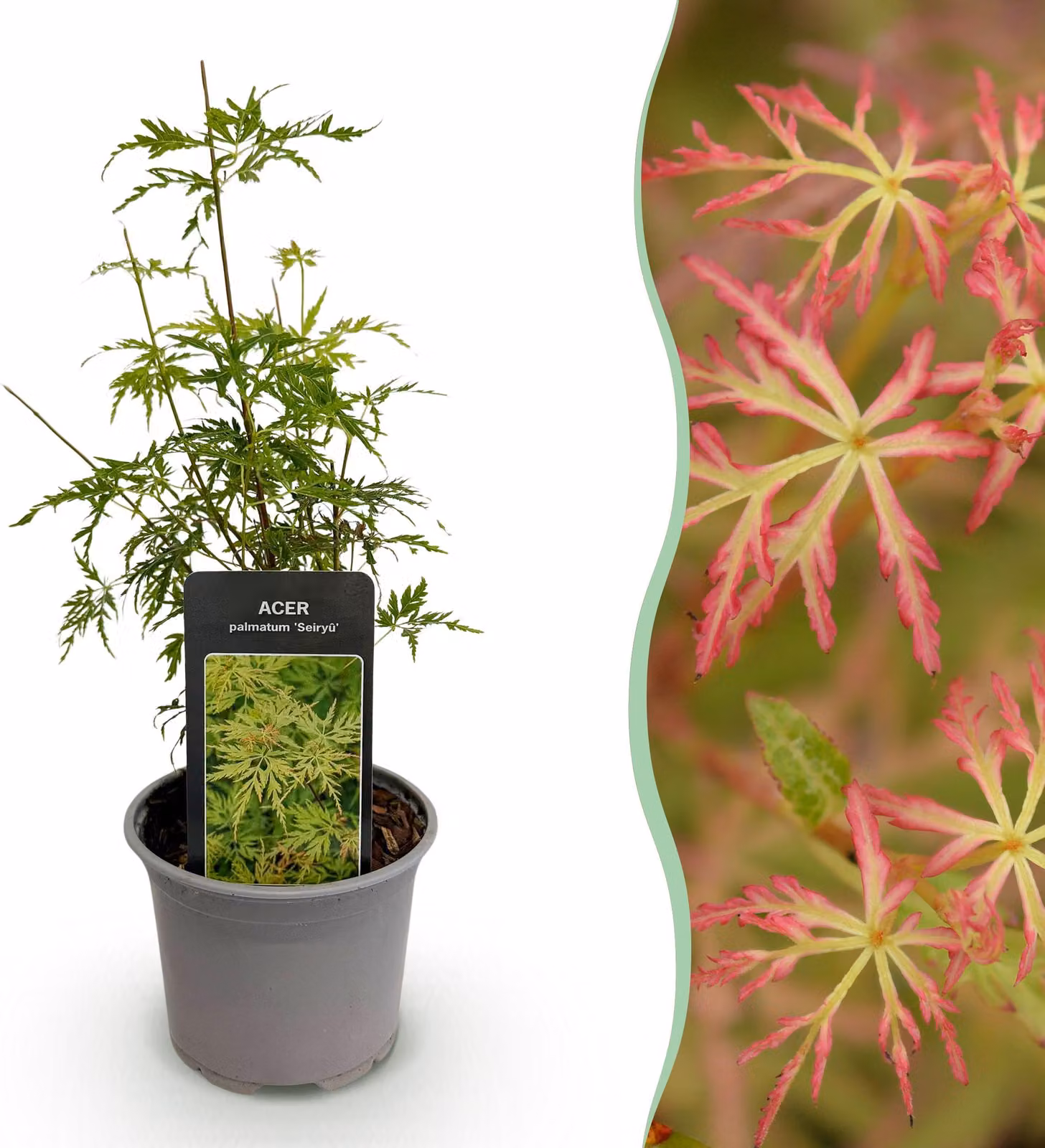 Acer palmatum Seiryu - Pianta verde 1 - Decidua - Bassa manutenzione - 25-35cm - Ø12cm - Pianta da giardino