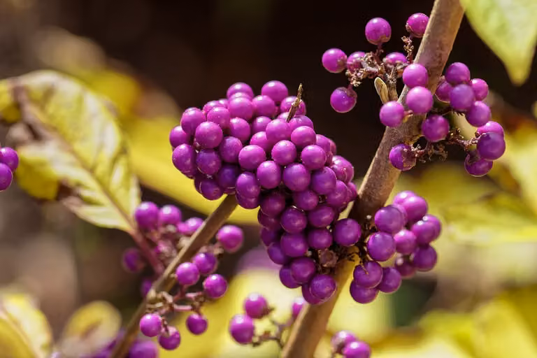 Callicarpa bodinieri Profusion - Arbusto dalle bacche viola 45 cm - Pianta ornamentale per giardino e balcone