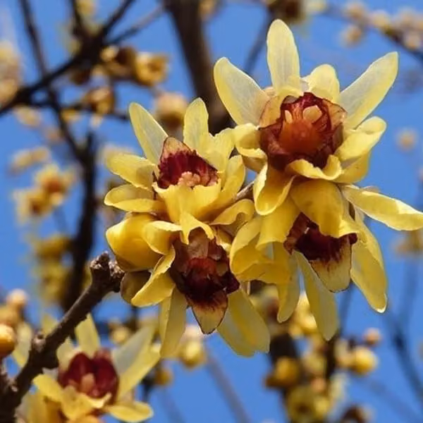 Chimonanthus praecox, noto anche come "fioritura invernale cinese" | Altezza: 60-80 cm, in vaso