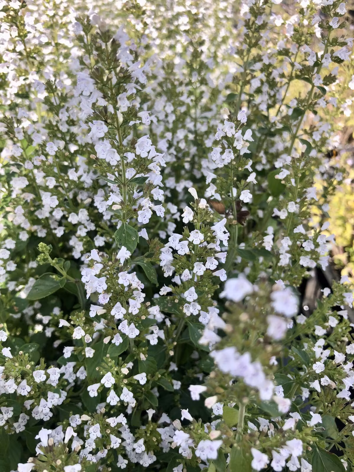 6 x Calamintha nepeta 'Nepeta' - Timo di montagna in vaso da 9x9 cm
