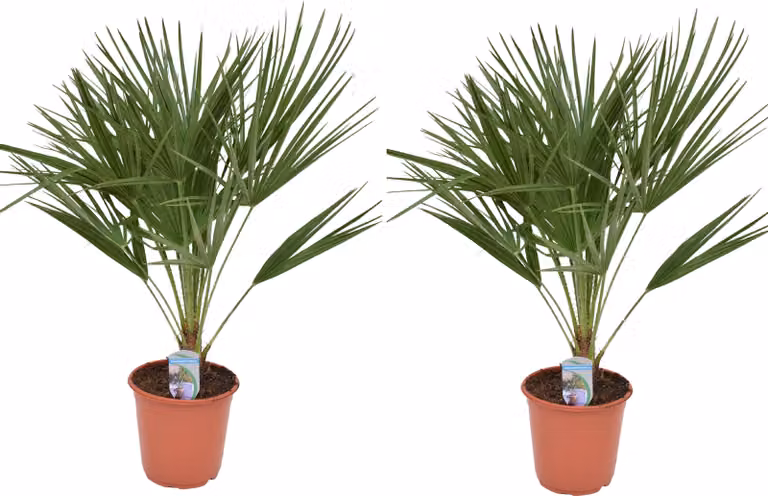 set di 2 palme nane resistenti 70-90 cm Chamaerops humilis Una delle specie di palma più tolleranti al freddo in Europa