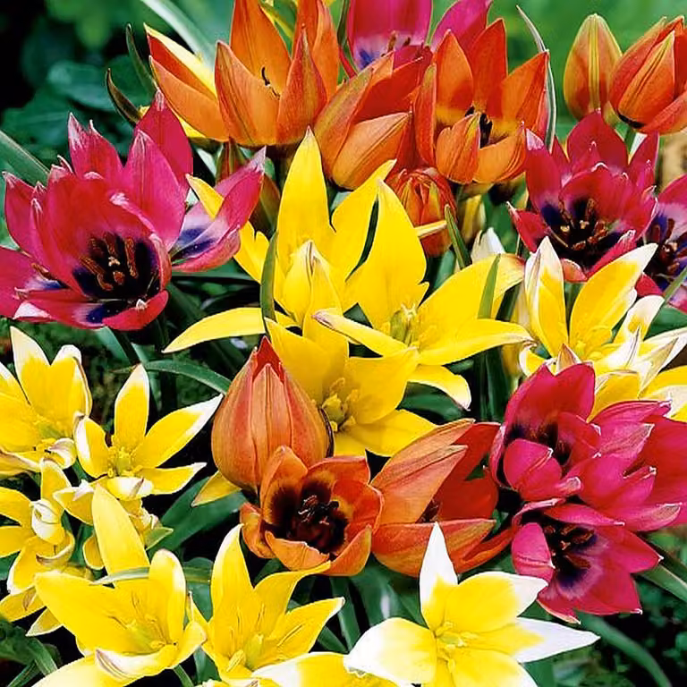 Tulipani Bulbi Fiori Miscela botanica di tulipani 25 pz.